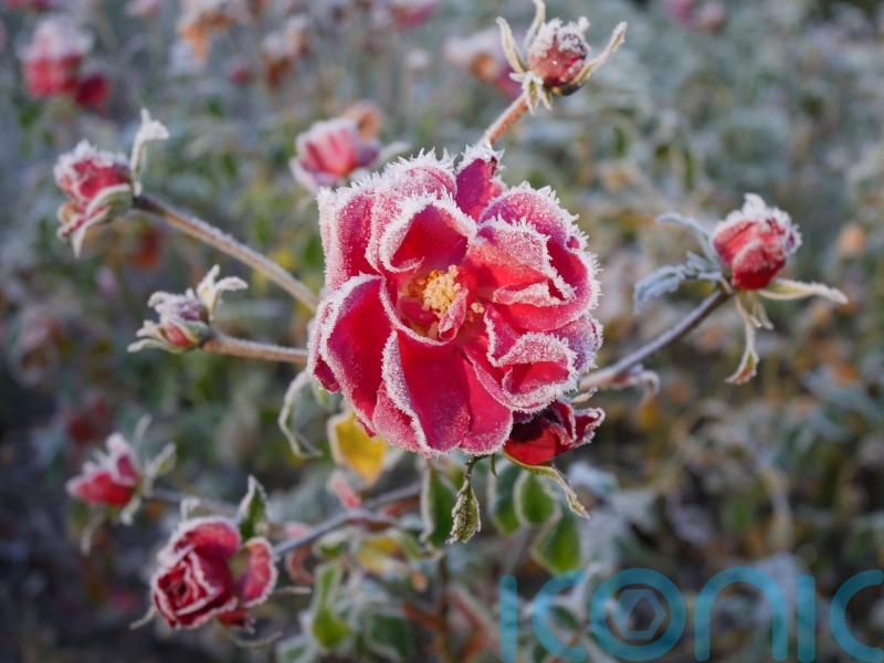 How can you tell if your prized plants have been caught by frost?