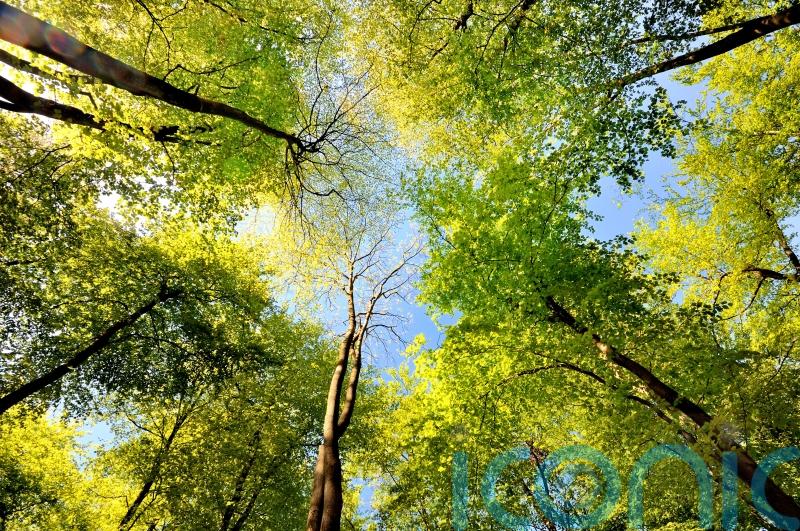 Restaurant owners admit ‘mistake’ after felling dozens of trees