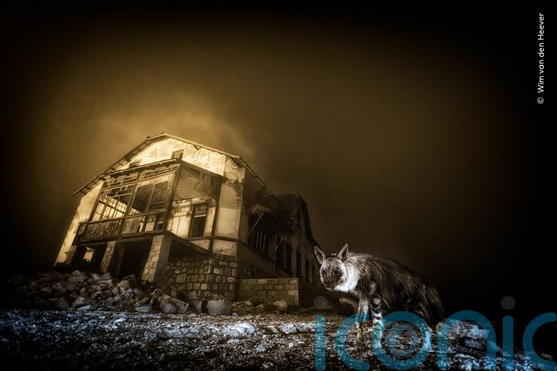 Haunting image of hyena in ghost town wins Wildlife Photographer of the Year