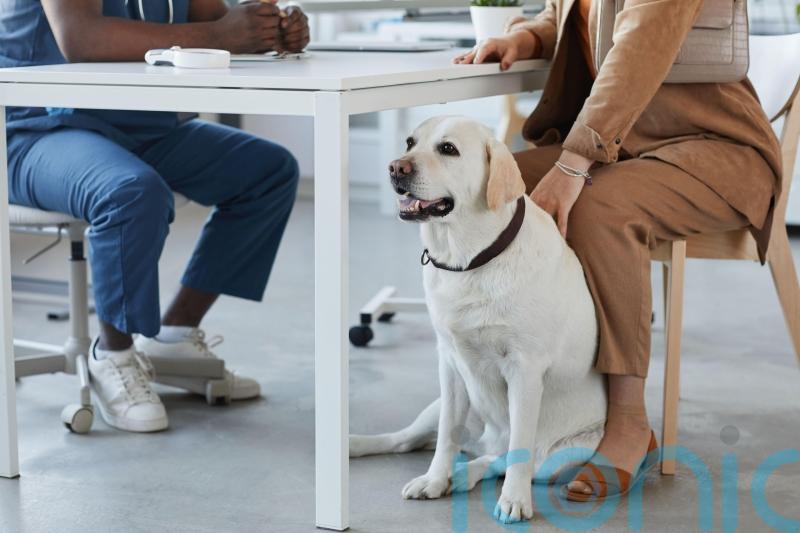 Vets should publish prices and cap prescription costs, watchdog says