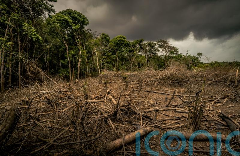 Supermarkets warned over animal feed products from deforested land