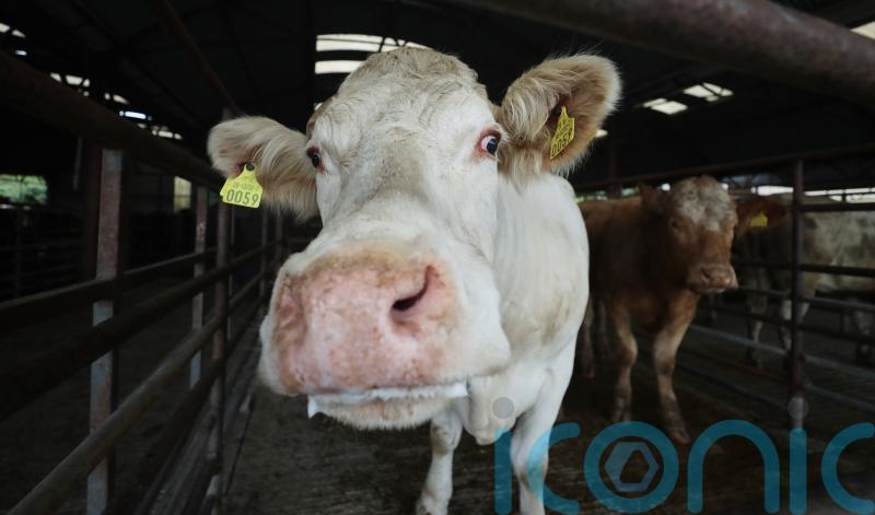 Red tape on meat exports to EU slashed after deal, UK Government says