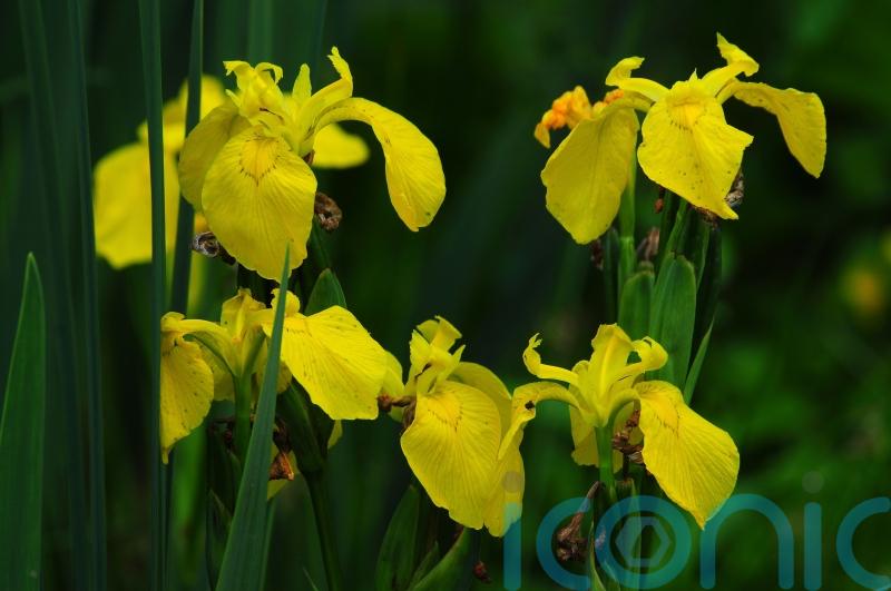Choosing right plants for garden can help protect it from flooding – minister