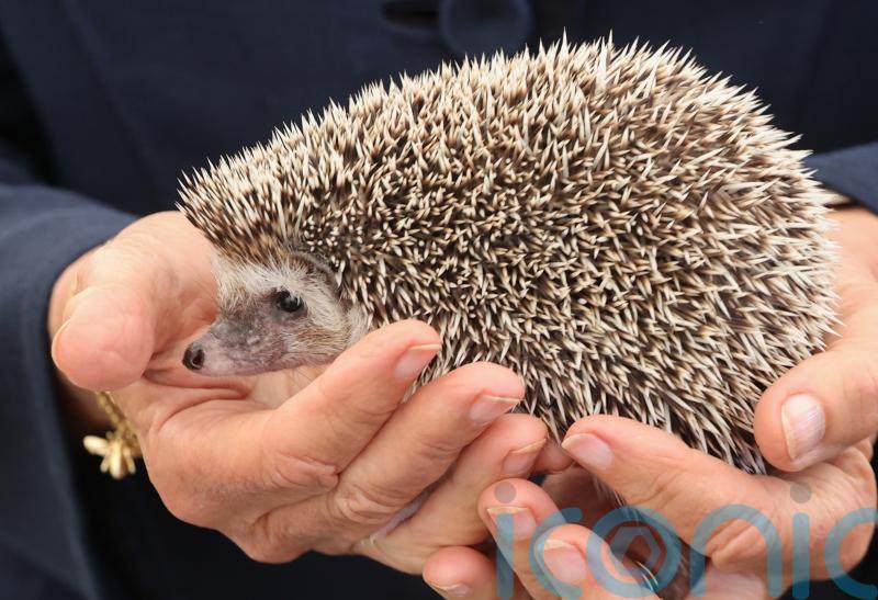 Hedgehog hospital owner ‘angry and upset’ following blaze