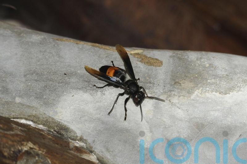 Asian hornet nest found in Belfast area, says minister