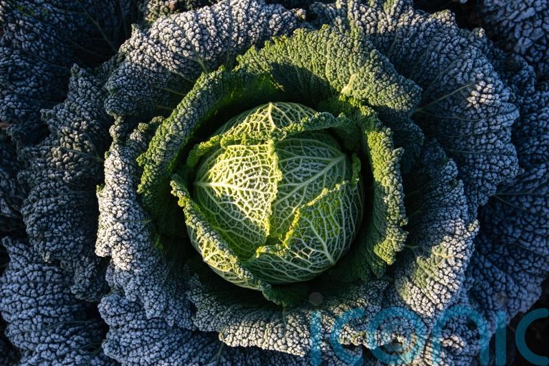 Cabbage divination and turnip lanterns revived ahead of Halloween