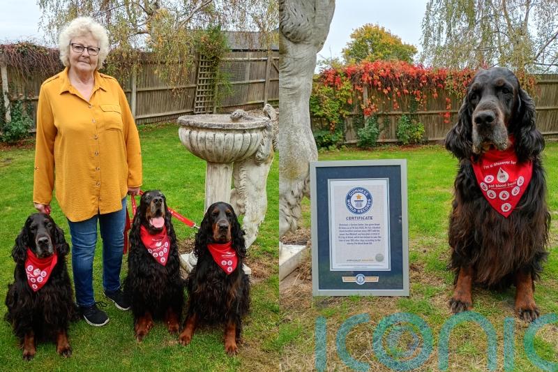 Blood donor dog who’s saved nearly 200 other pets breaks own world record for most donations