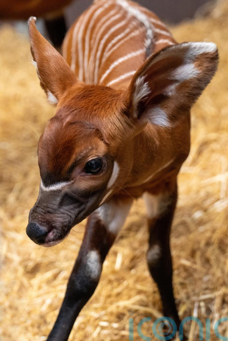 Birth of rare female eastern mountain bongo ‘significant milestone’ for species