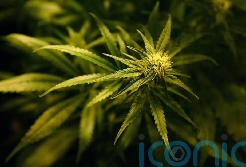 Four males arrested after drugs worth hundreds of thousands of pounds recovered