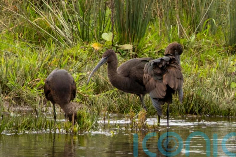 Rare glossy ibis visitor spotted in part of Scotland for first time