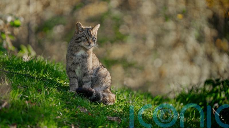 ‘Real hope’ for future of wildcats after another 18 released in Highlands