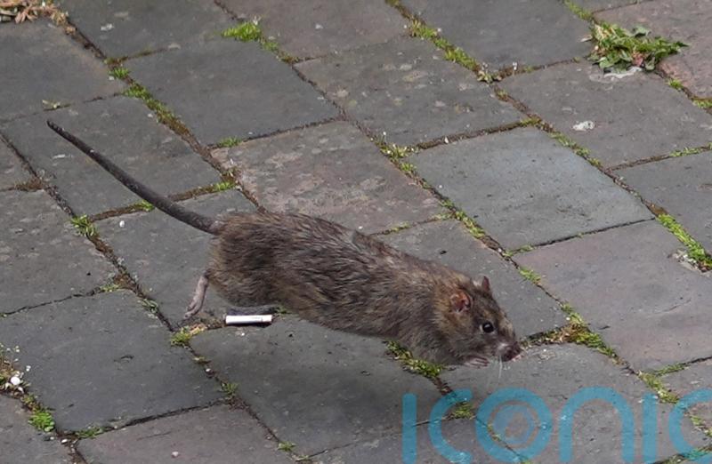 Rat-astrophe: Claims for rodent-related vehicle damage on the rise, says insurer