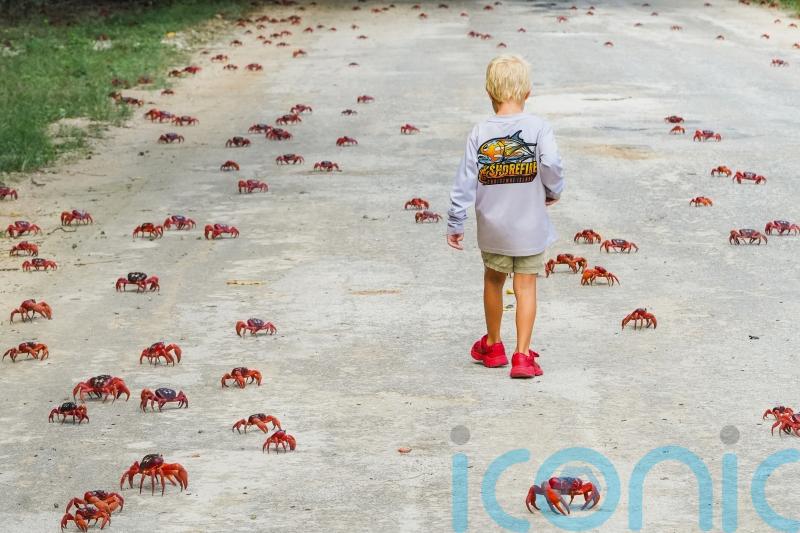 Tens of millions of red crabs begin annual migration on Christmas Island