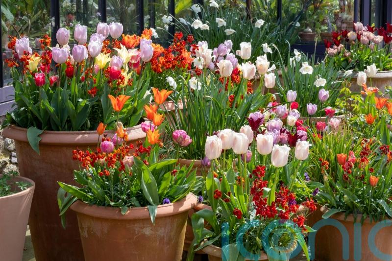 Ideas for glorious tulip combinations in pots