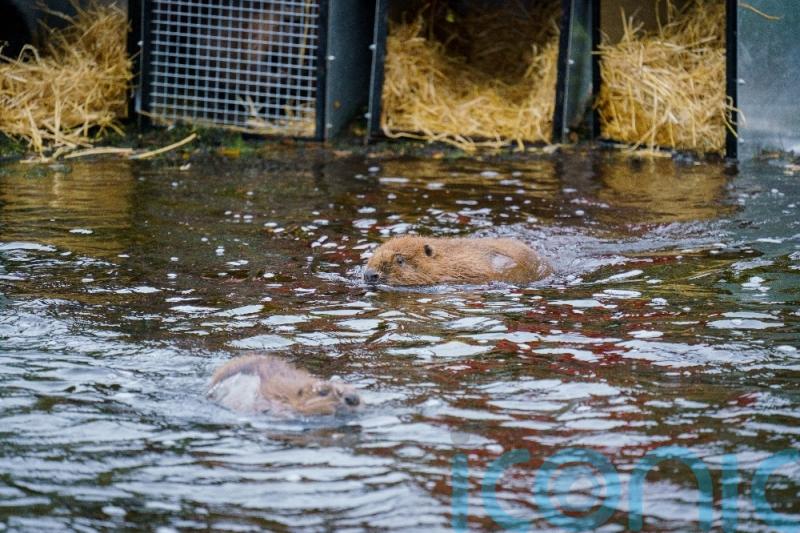 Beavers released into Highlands in moment of ‘wildlife history’