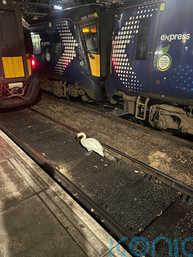 Swan sparks rush-hour disruption at Scotland’s busiest railway station