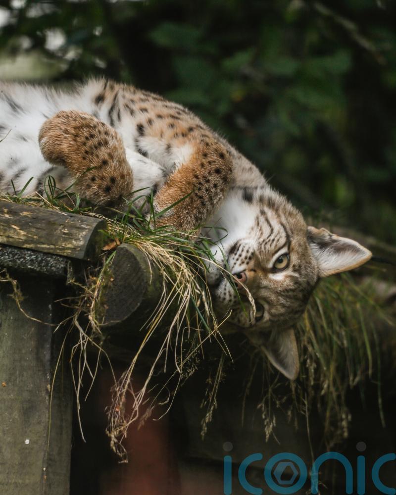 Trio of rescued lynx settling ‘incredibly well’ into new home, keepers say