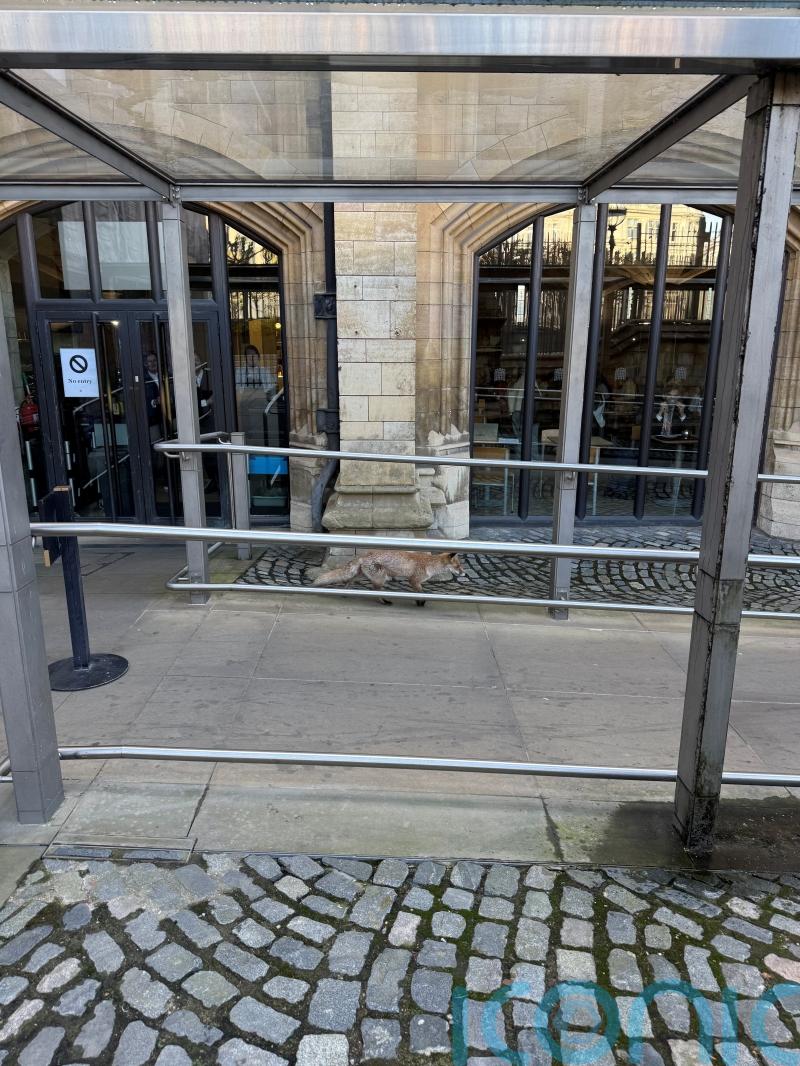 Fox on the run in the grounds of the Houses of Parliament