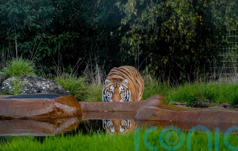 Rescued tiger Aqua settling into new home at British zoo
