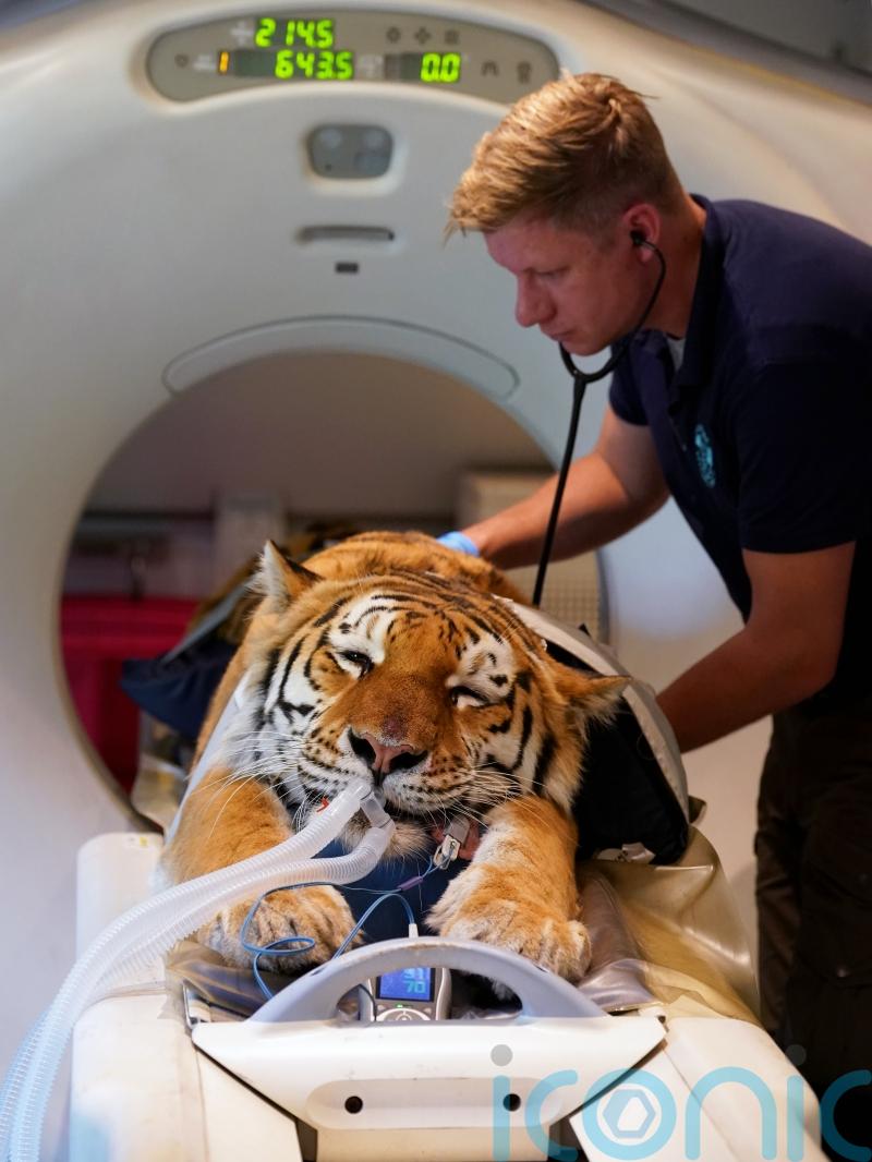 Three big cats have specialist CT scans to solve medical mystery