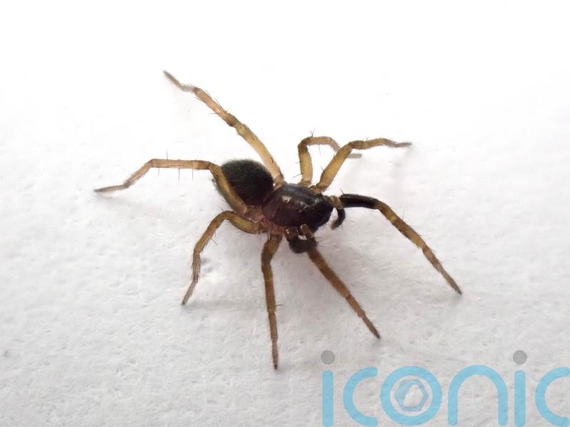 Critically endangered spider found for first time in 40 years on Isle of Wight