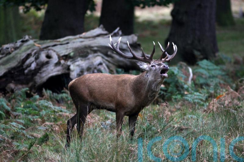 Shooting body raises ‘significant concerns’ over Natural Environment Bill