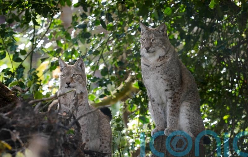 Lynx enclosure unveiled in ‘major milestone’ for reintroduction to British wild
