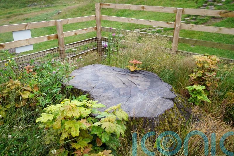 Sycamore Gap tree stump caged in netting to prevent tributes harming regrowth