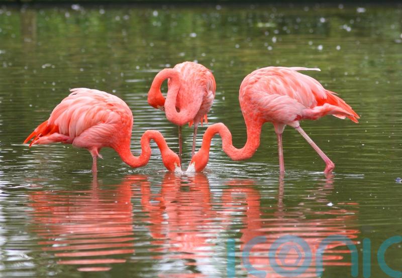 Search launched as Frankie the flamingo takes flight