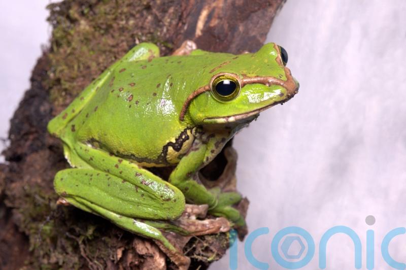 What are ‘office frogs’? Here’s how businesses can tackle this Gen Z trend