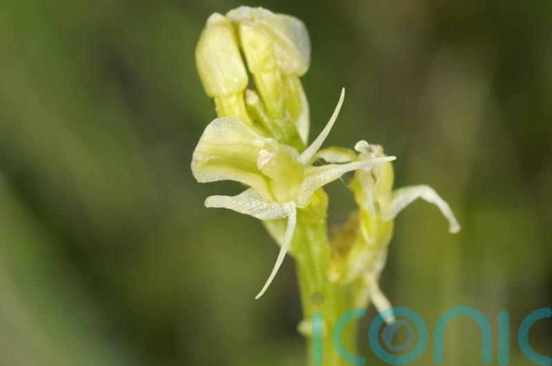 ‘Beautiful yet mercurial’ fen orchid brought back from brink of extinction