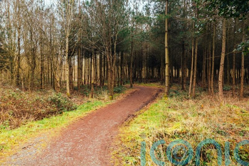 New national forest confirmed for Oxford-Cambridge corridor