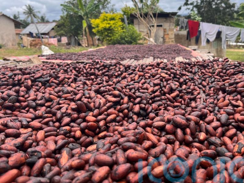 Engineering climate may not be enough to save coffee, chocolate and wine &ndash; study