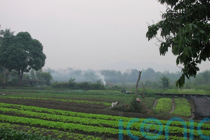 American and teenage son die after being stung by wasps in Laos