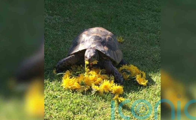 Police issue appeal after tortoise ‘stolen from garden’ during owner’s holiday