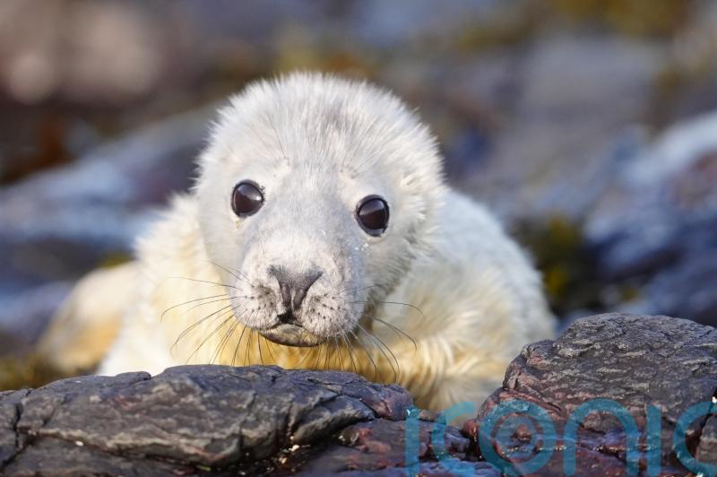 World’s longest-running grey seal survey continues on remote Farne Islands