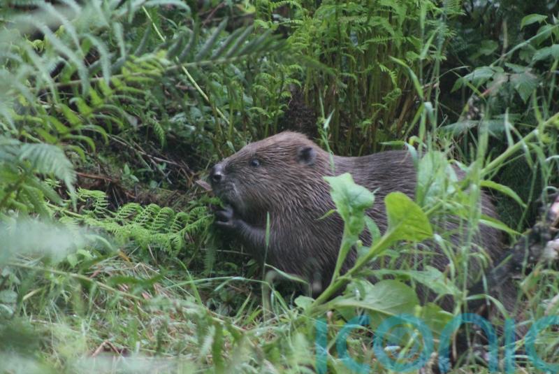 Beavers could help reverse ‘dramatic’ decline in pollinating insects – study