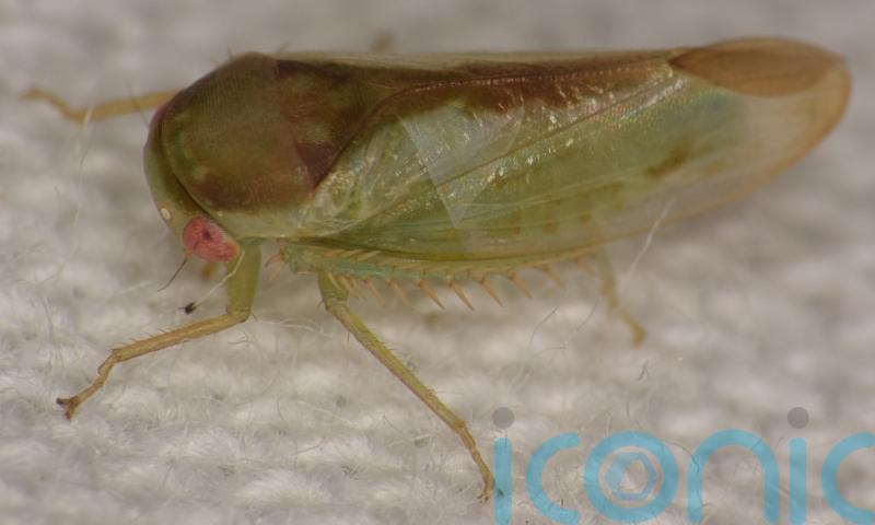 Genitals under the microscope: seven new species of frog-like insect discovered