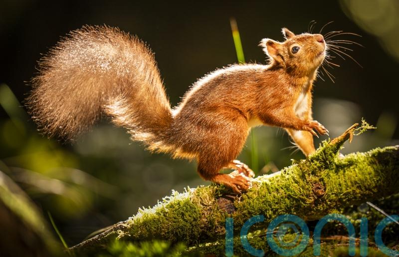 Greens want nature Bill changes to help one of Scotland’s ‘most iconic species’
