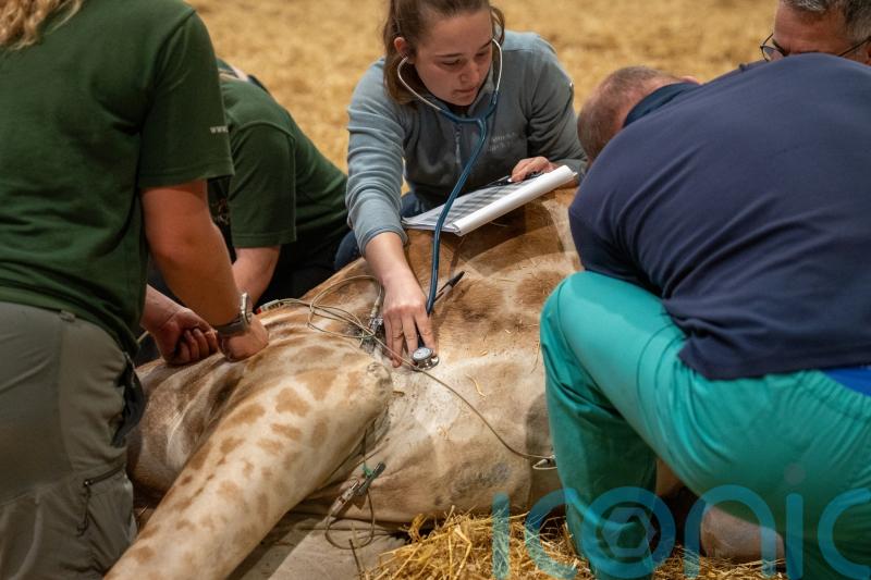 Safari park successfully operates on 500kg giraffe in high-risk procedure