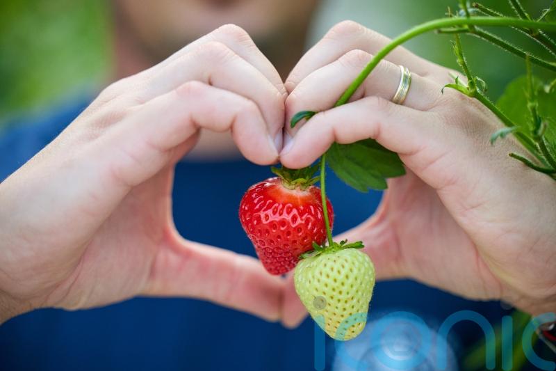 Consumers set to eat fresh British-grown strawberries at Christmas
