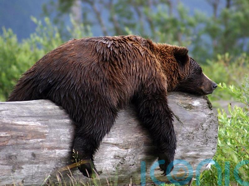 Single gene responsible for hibernation in mammals, study finds