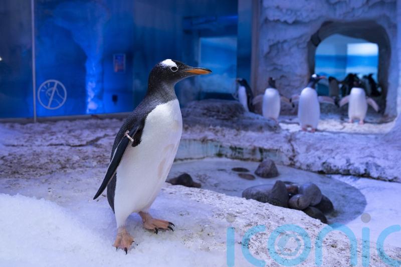 Aquarium owners pledge to listen to ‘constructive ideas’ about captive penguins