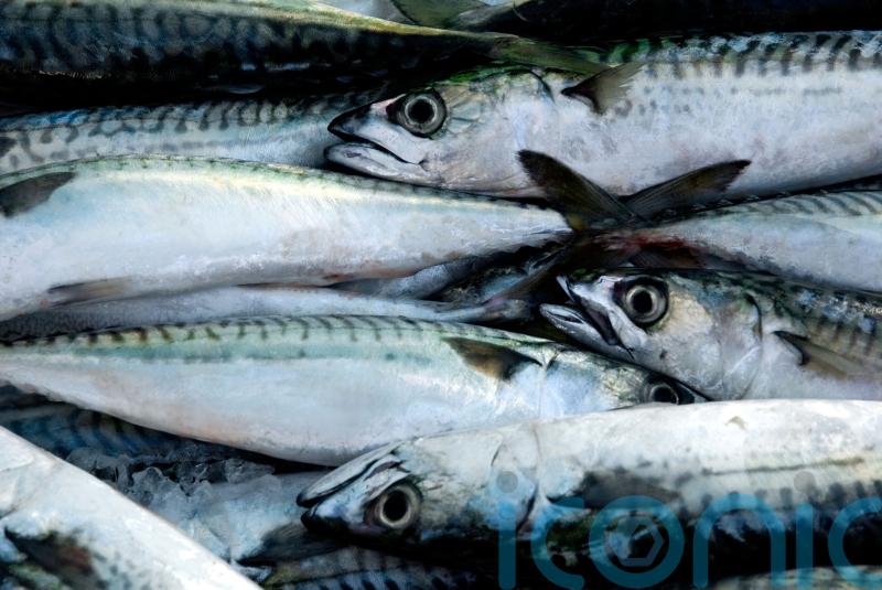 UK&rsquo;s failure to back sustainable mackerel fishing condemned as &lsquo;pitiful&rsquo;