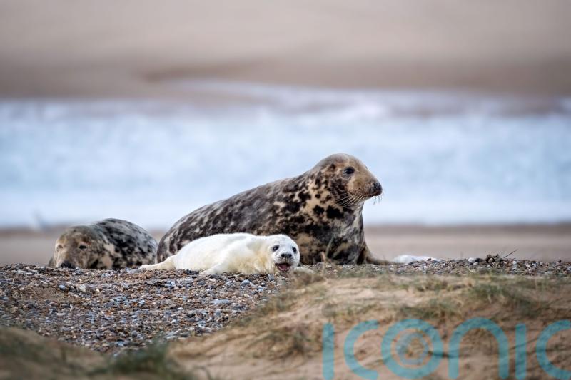Solar-powered webcam set up to livestream England’s largest grey seal colony