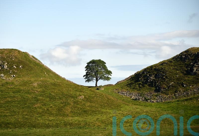 First ‘hopeful’ saplings from felled Sycamore Gap tree set to be planted