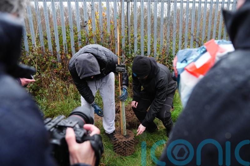 First saplings from felled Sycamore Gap tree are planted