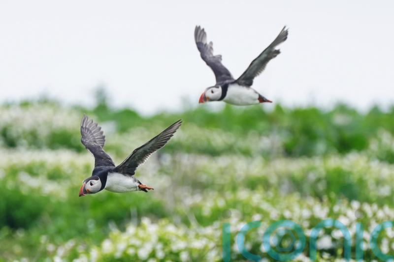 Puffin numbers down by almost a quarter on Farne Islands, annual survey shows