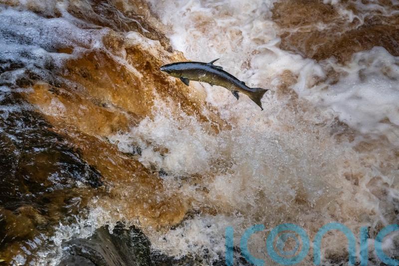 Campaigners raise concerns about funding to boost salmon and trout stocks