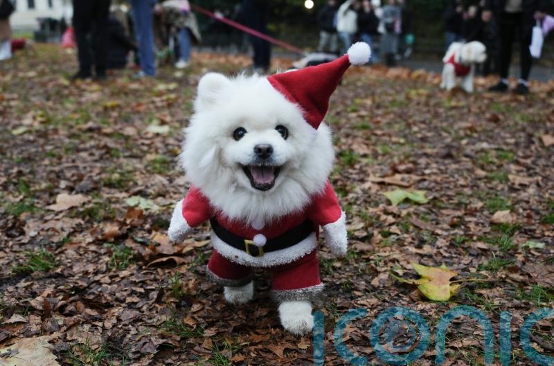 Deck the paws: Dozens of dogs don Christmas jumpers for parade